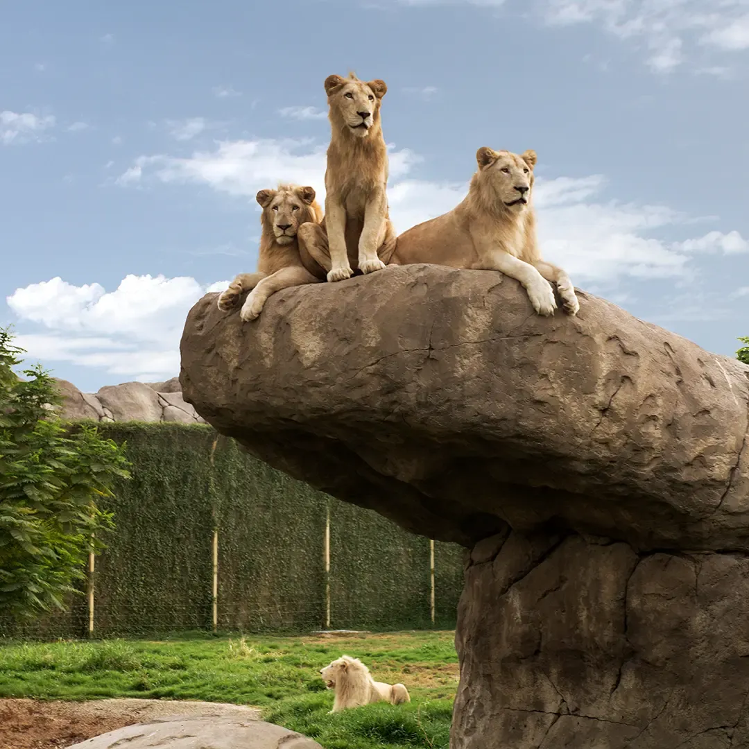 Dubai Safari Park